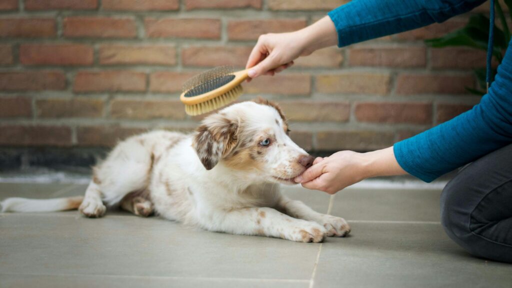 slicker brushes for dogs