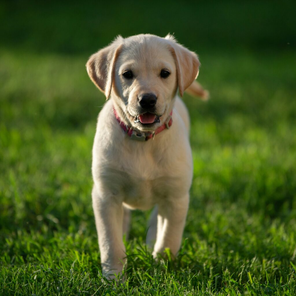 best toys for labrador puppies