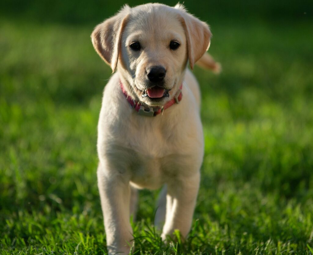best toys for labrador puppies
