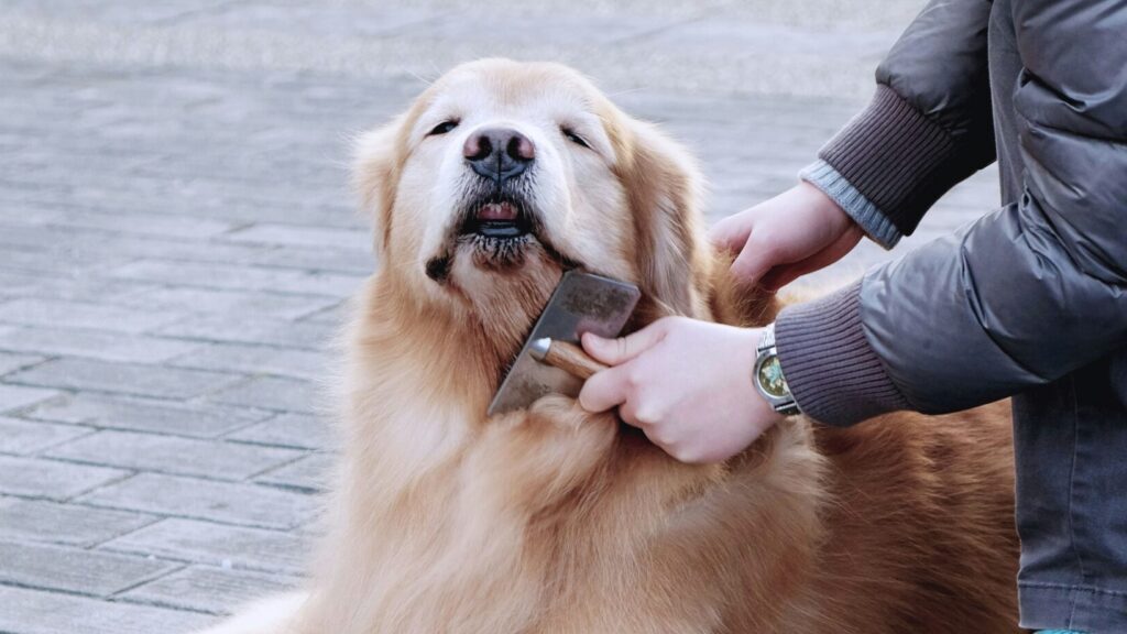 undercoat rake removing fur from golden retriever's coat