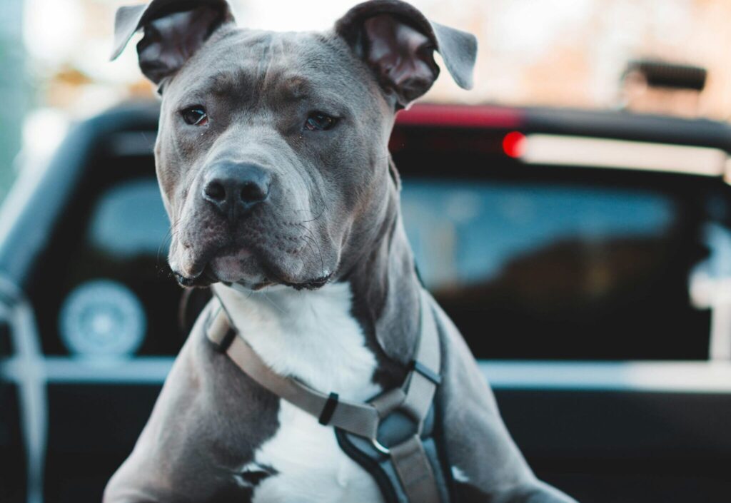 no-pull dog harness on dog