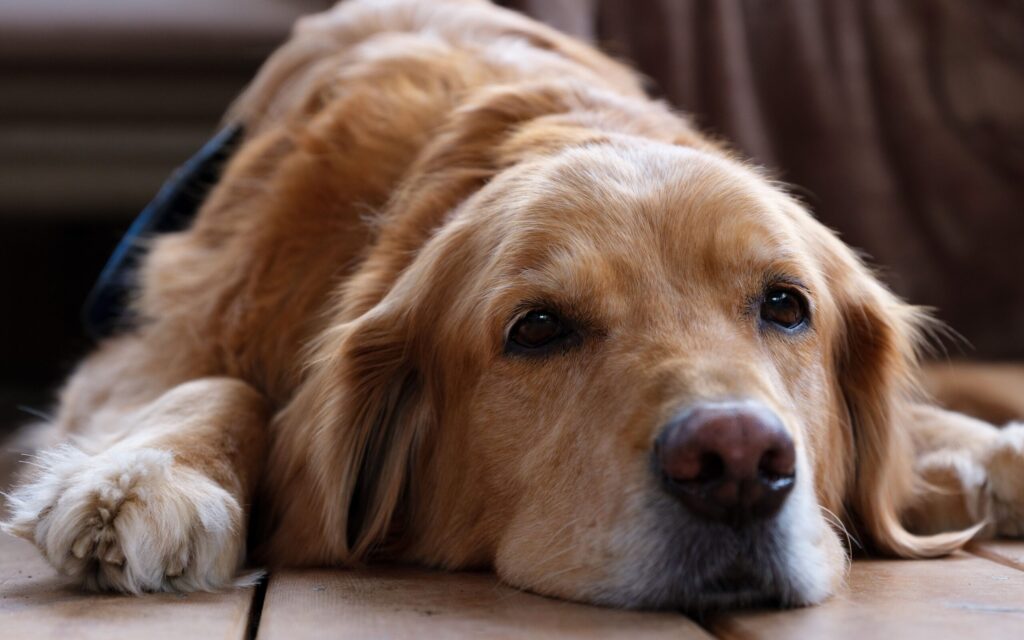 dog bed for arthritis: senior golden retriever resting on the floor
