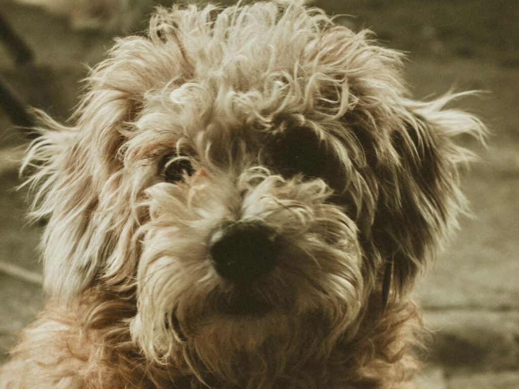 matted shaggy dog in need of dematting