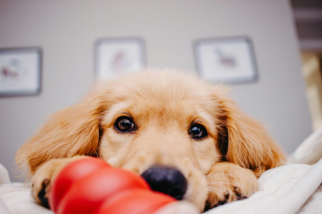 safe chew toys for puppies