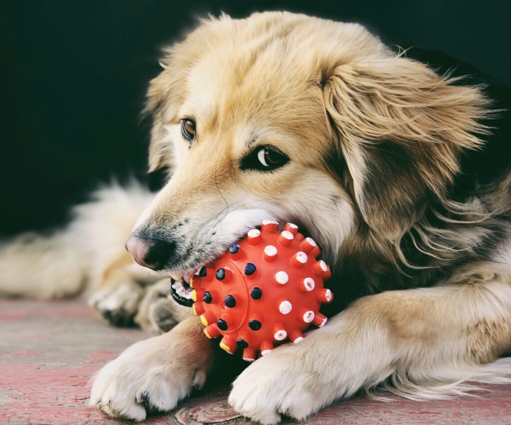 large dog chewing rubber toy on wooden floor