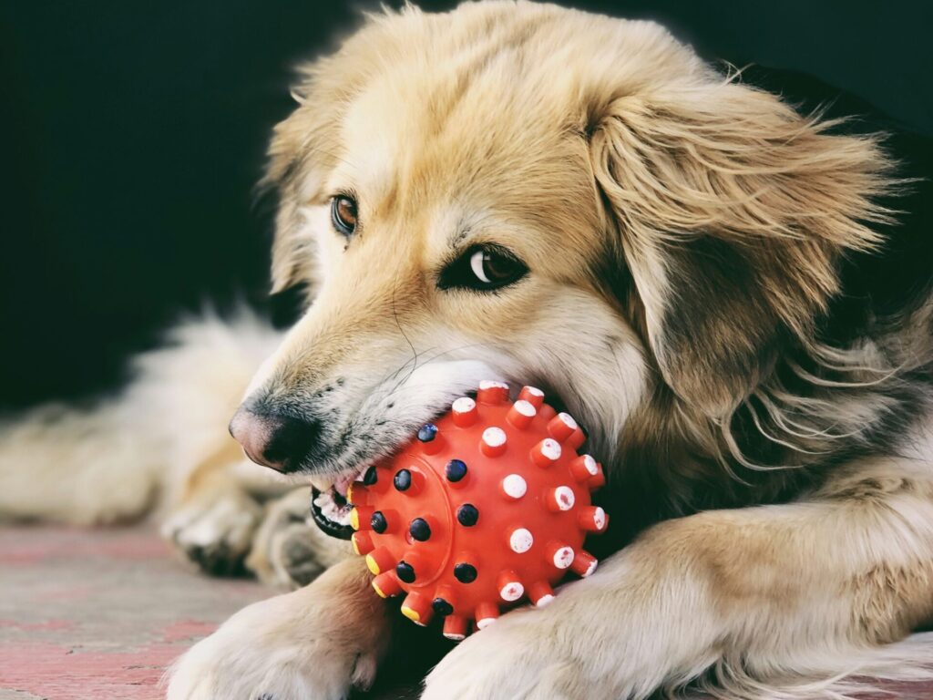golden retriever playing with tough dog toy for chewers