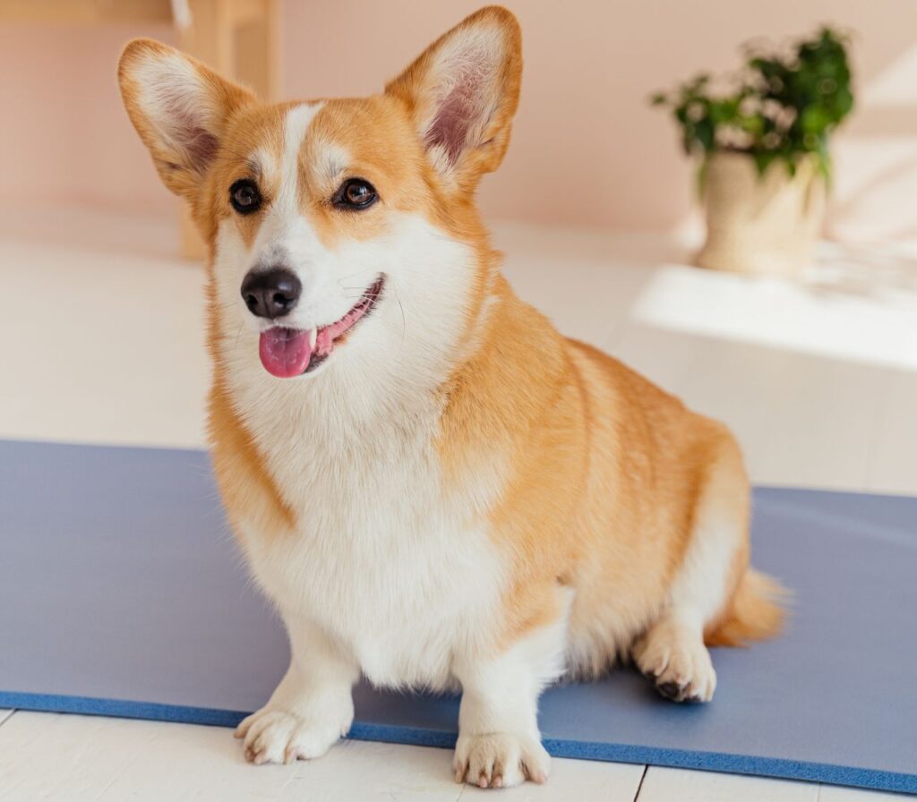 dog cooling mat for summer heat relief