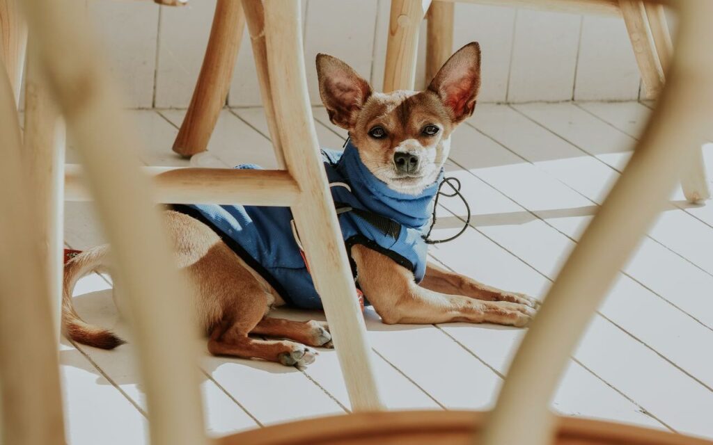 dog anxiety vest