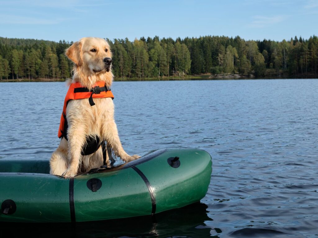 dog life jacket