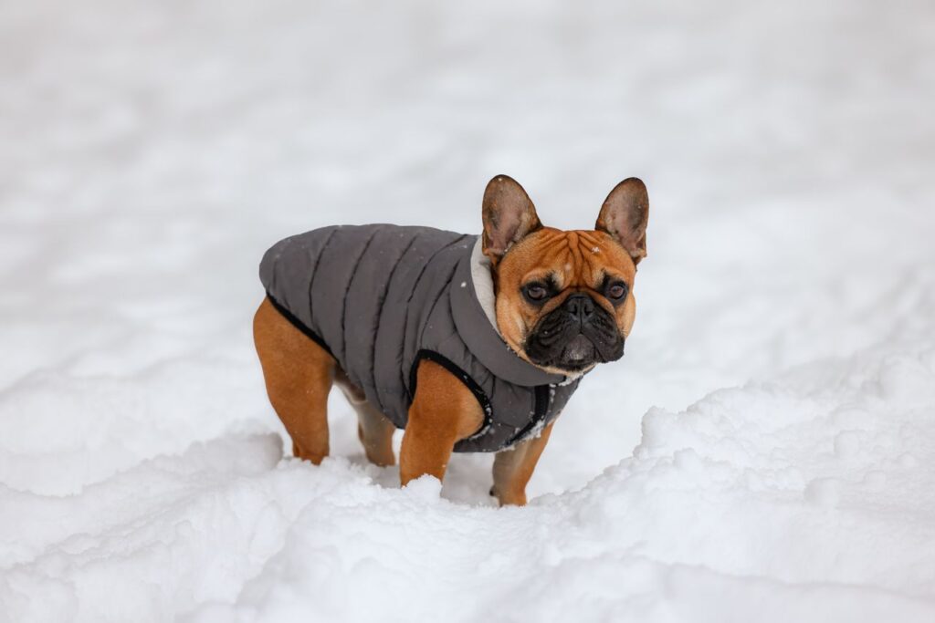 dog winter coat in the snow