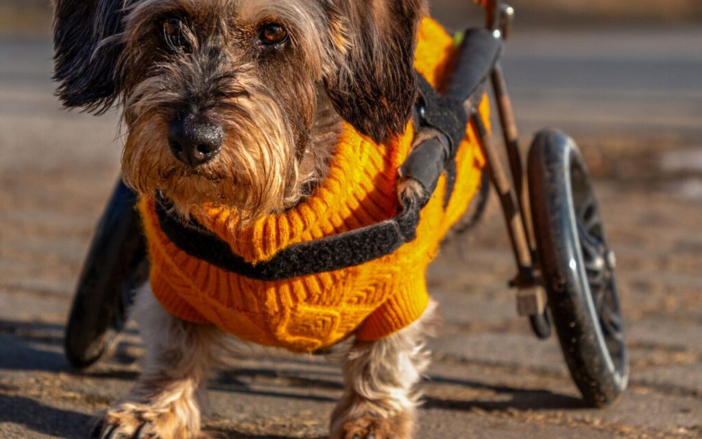 senior dog wheelchair harness for mobility support