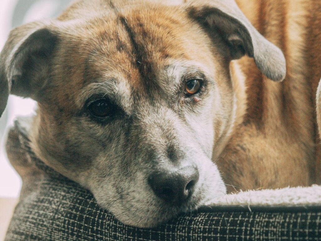 orthopedic dog bed