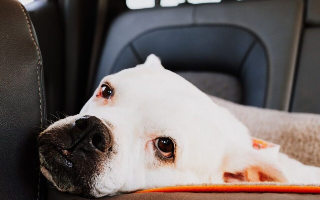 car seat cover for dog in vehicle