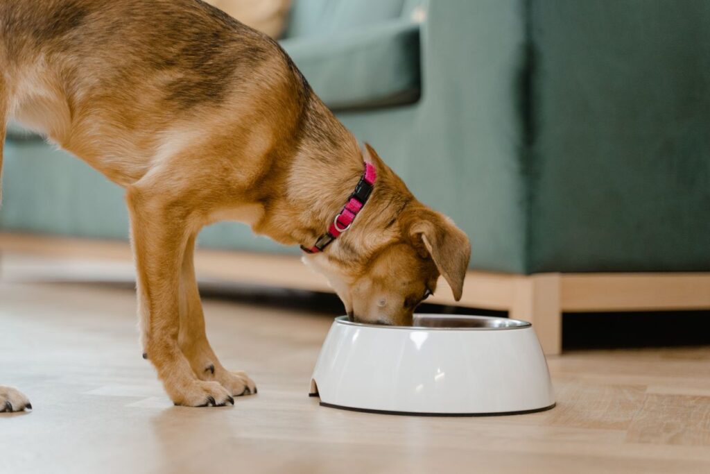 low feeder dog bowl