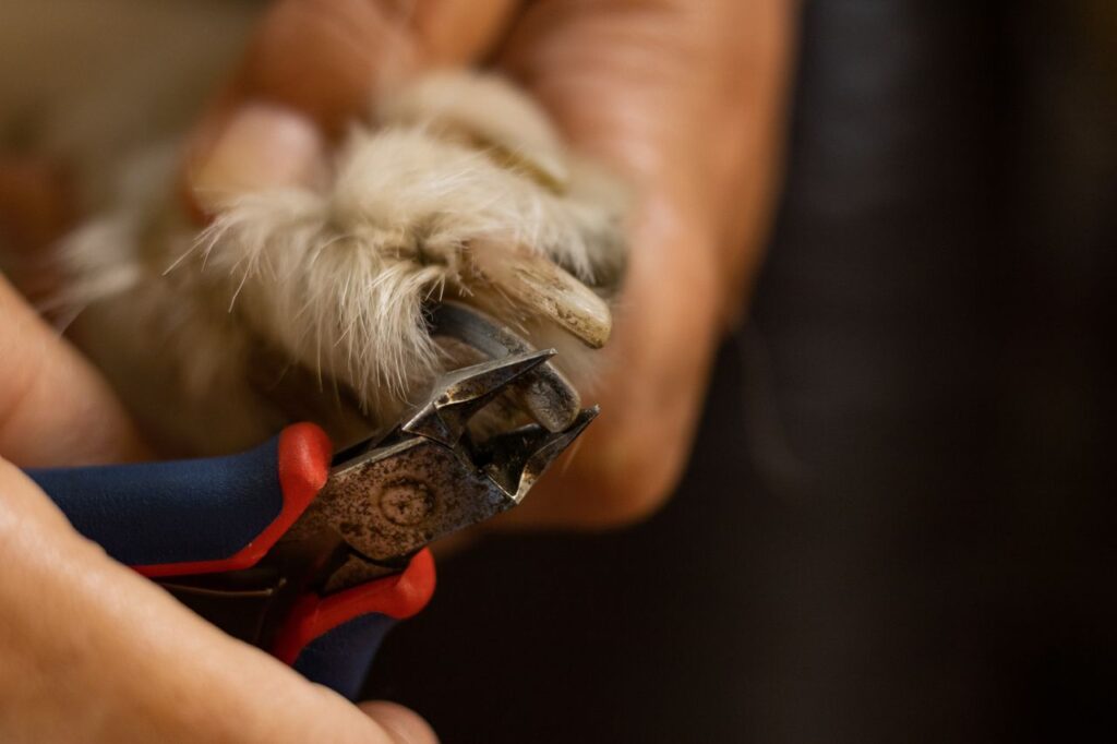 close-up of dog nail clippers trimming a paw