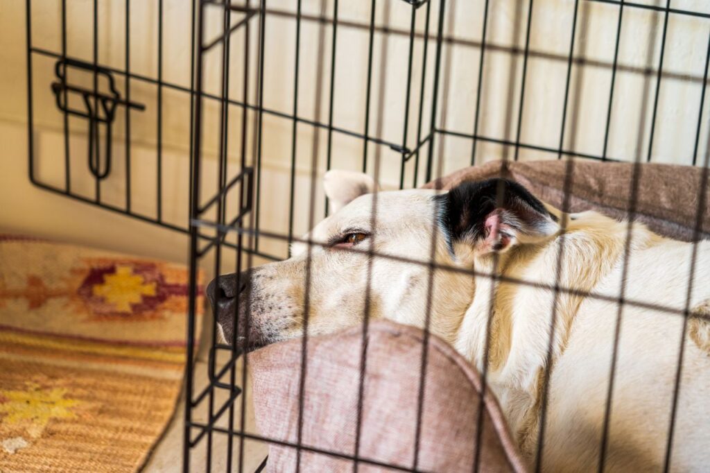 indestructible dog crate for anxious dogs