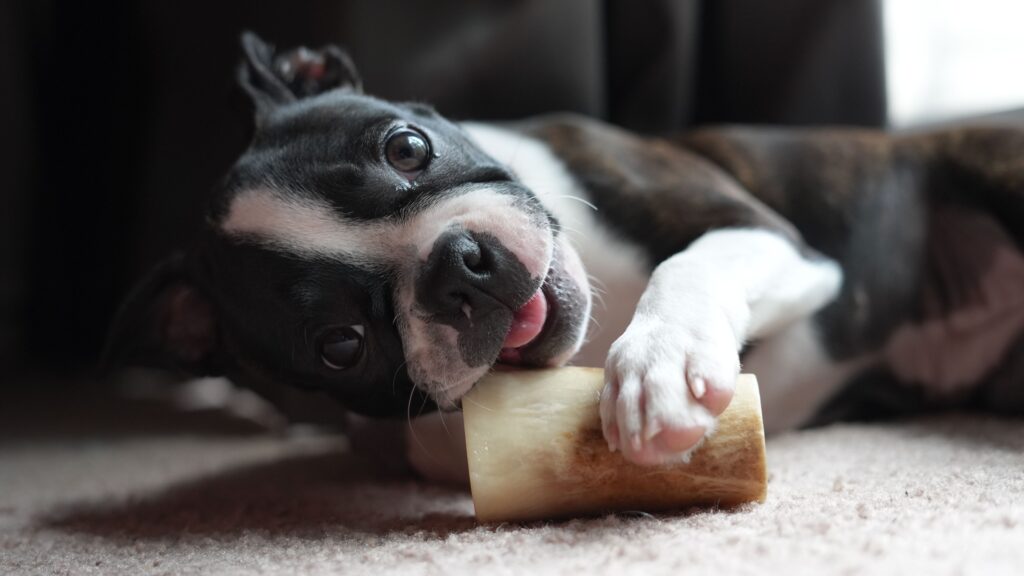 dog dental chews for daily teeth cleaning