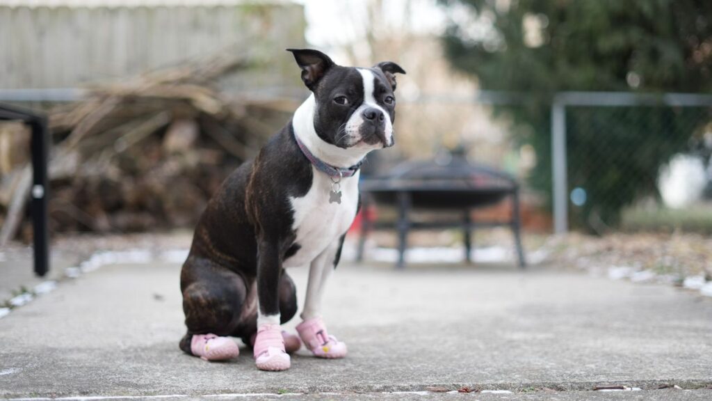 dog wearing dog boots outdoors