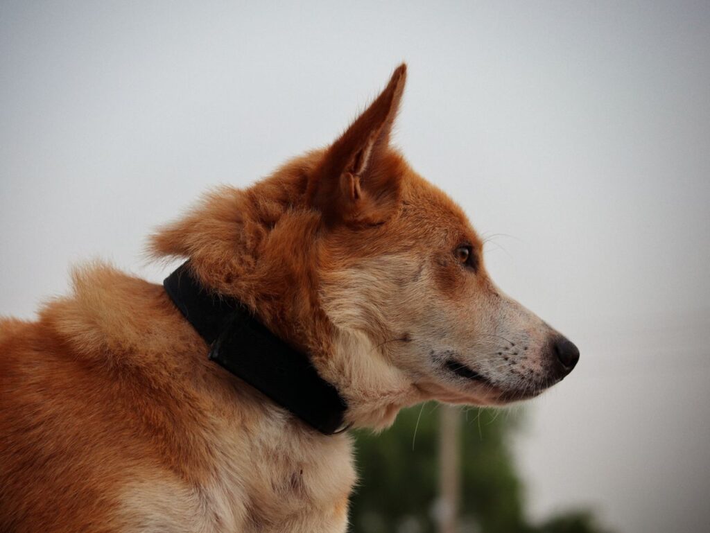 dog gps tracker on collar outdoors